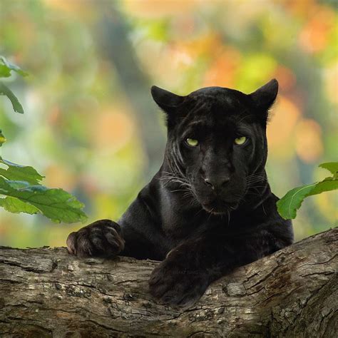 Panthera negra - nude photos